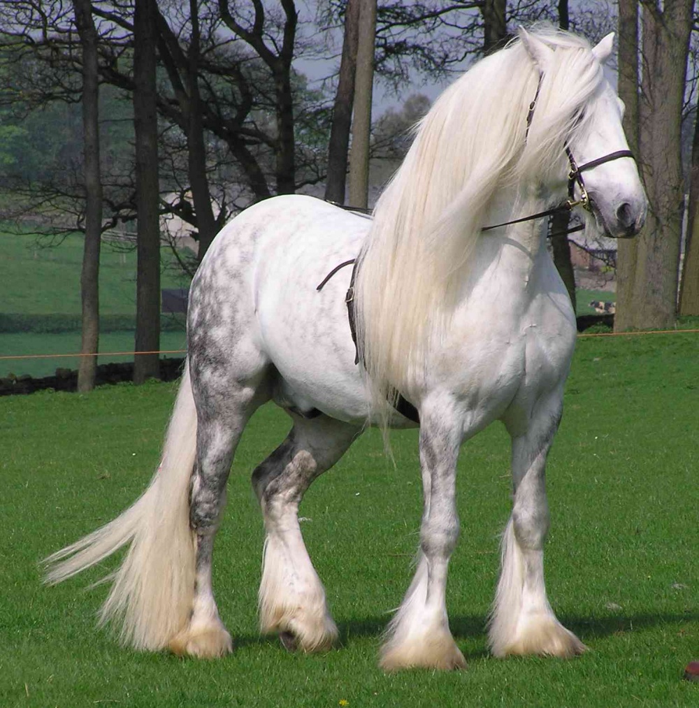 foto de cavalo lindo